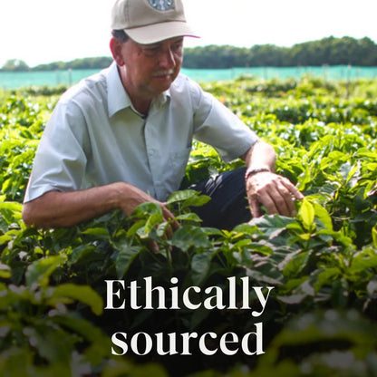 Starbucks Pumpkin Spice Light Roast Ground Coffee - 11Oz